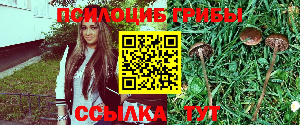 Галлюциногенные грибы Cubensis  Кингисепп 